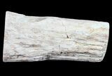 Polished Petrified Wood Limb - Madagascar #54591-1